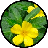 Damiana Extract